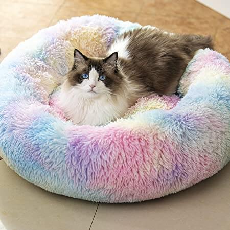 カラフルな丸形のベッドに横たわり、こちらを見つめている白×ブラウンのネコ